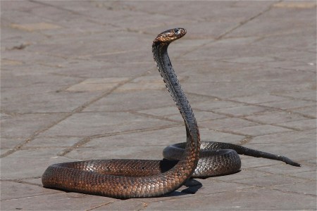 snake-1758994_1920.jpg