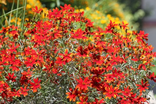 flowers-2513958_1920