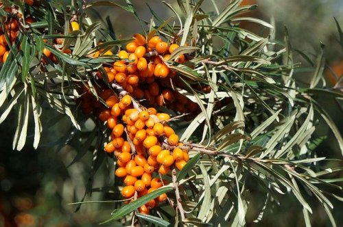 sea-buckthorn-3701975_640