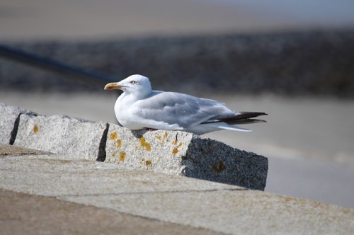 seagull-2752288_640