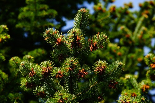 pine-1388608_1280