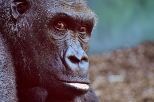 gorilla-2876059_1920